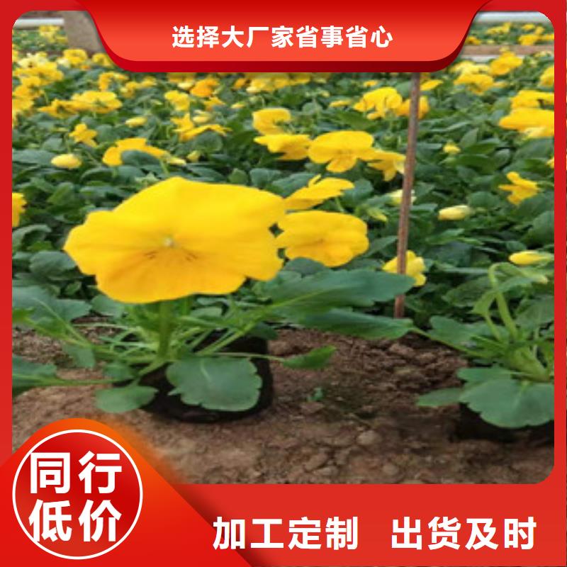 【宿根花卉鲁冰花/粉黛乱子草厂家质量过硬】