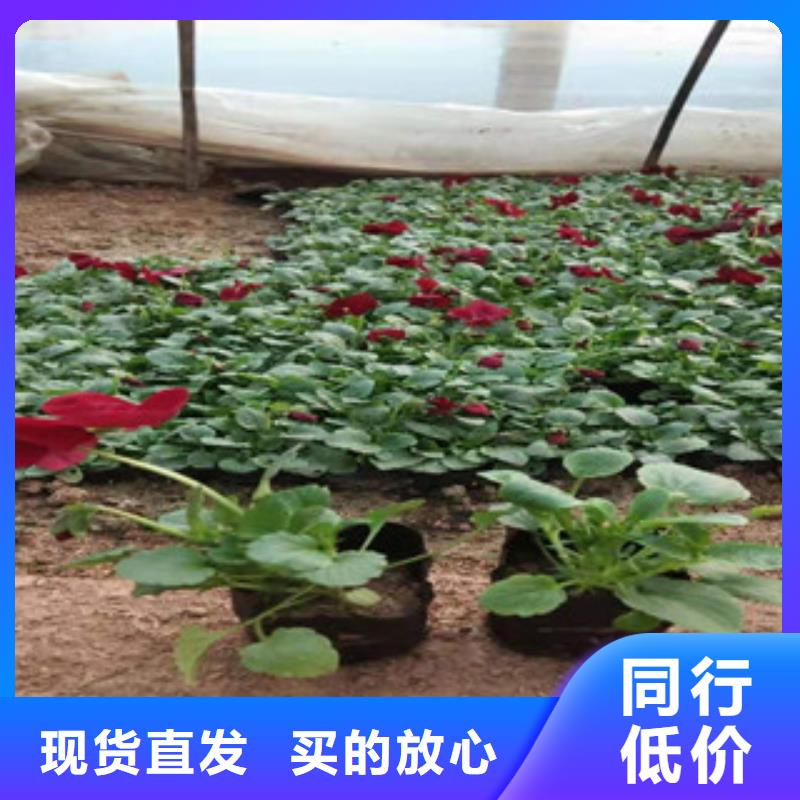 宿根花卉【花海景观工程】质优价保