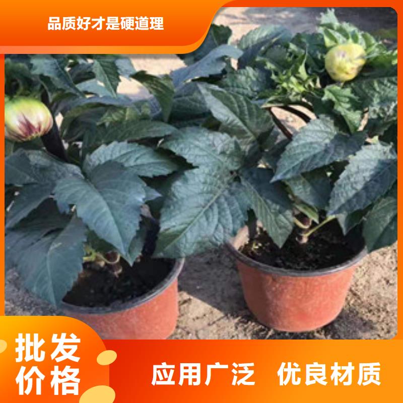 宿根花卉水生植物/荷花睡莲实力见证