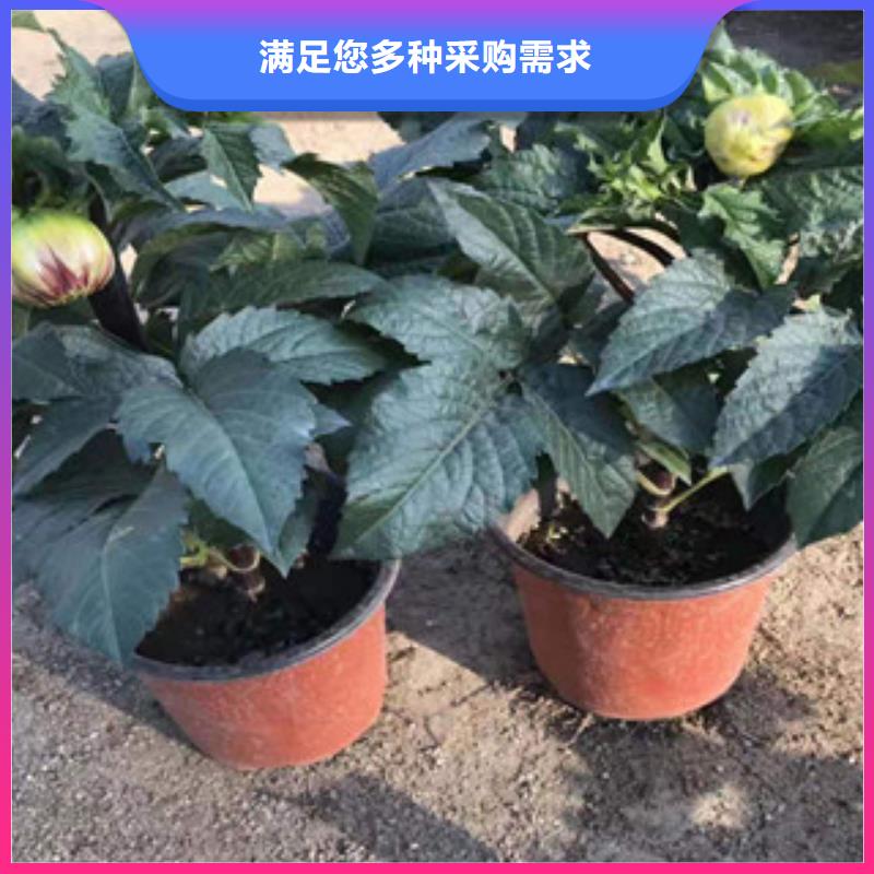 【宿根花卉魯冰花/粉黛亂子草廠家質量過硬】