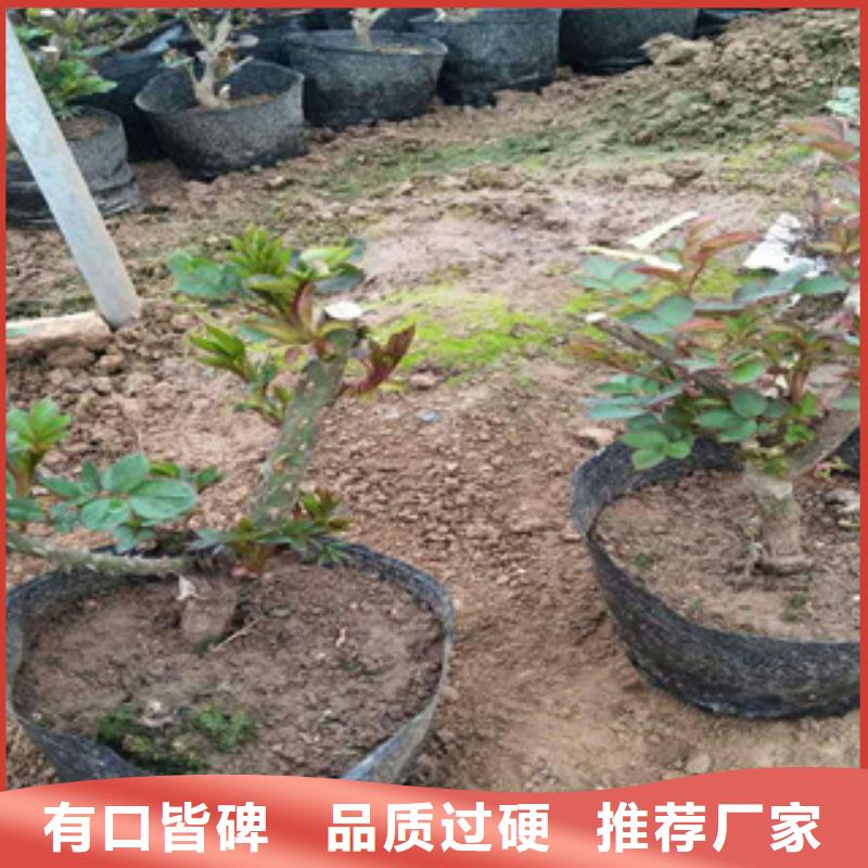 花海景观观赏草/蒲苇狼尾草按需定制真材实料