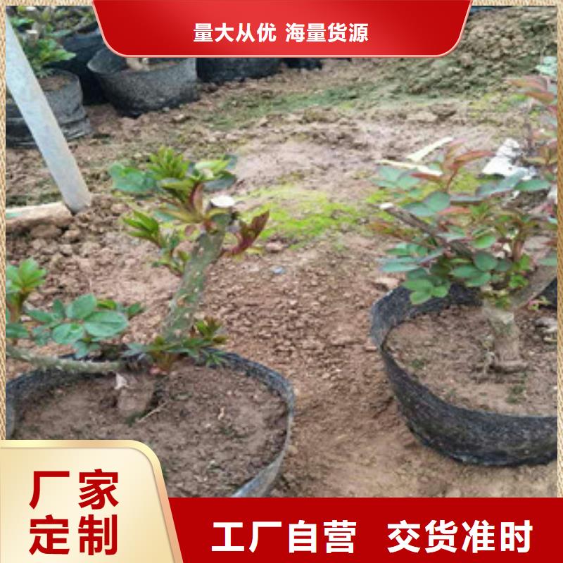 花海景观水生植物/荷花睡莲实体诚信经营