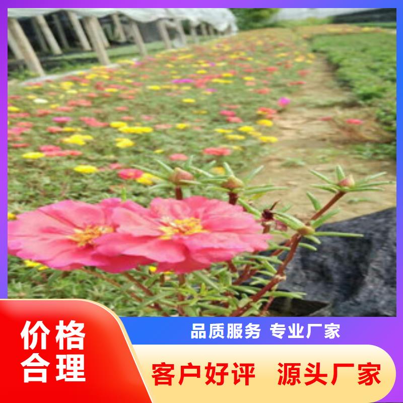 花海景观鲁冰花/粉黛乱子草生产型