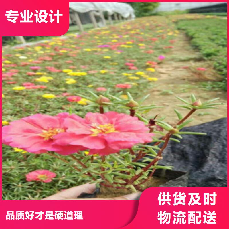 花海景观,耐寒耐旱草花基地来电咨询