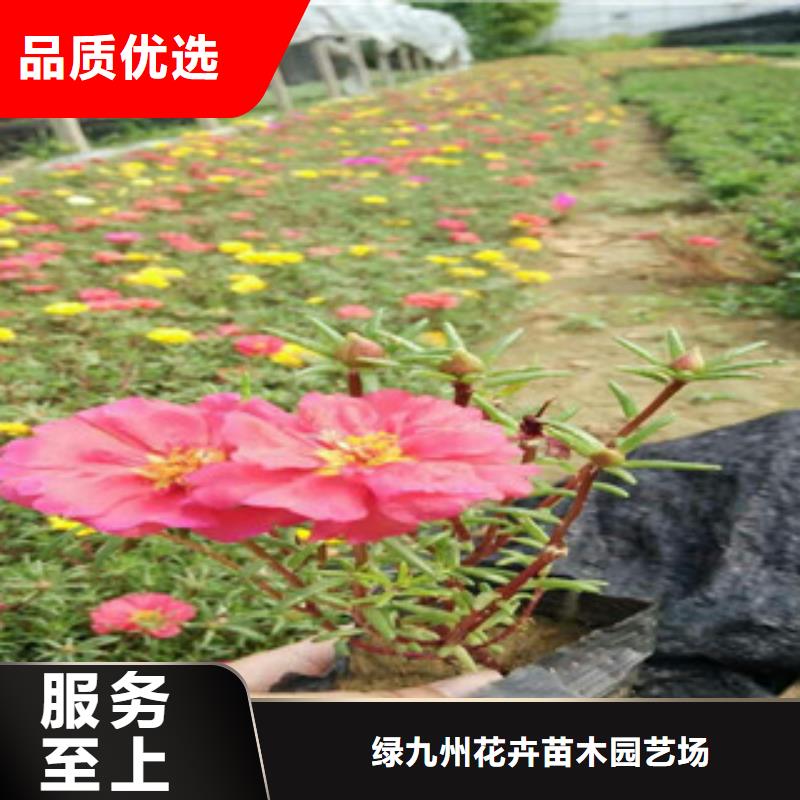 花海景觀,耐寒耐旱草花基地來電咨詢