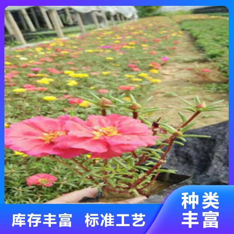 花海景觀【耐寒耐旱草花基地】質(zhì)量上乘