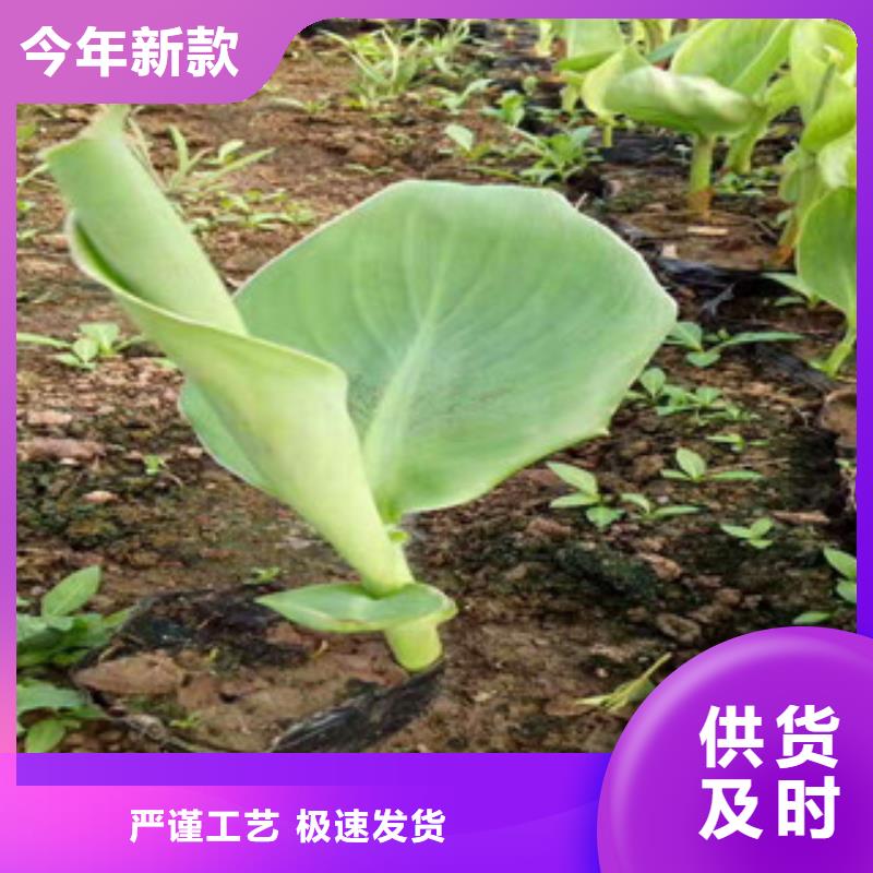 花海景觀_花海景觀工程大量現(xiàn)貨供應(yīng)