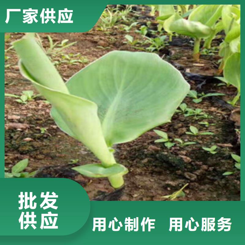 花海景觀水生植物/荷花睡蓮按需定做