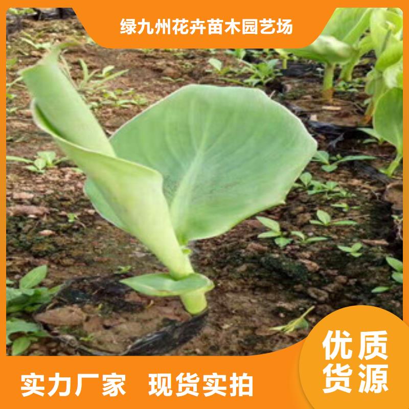 花海景觀五一國慶草花批發(fā)專業(yè)的生產(chǎn)廠家