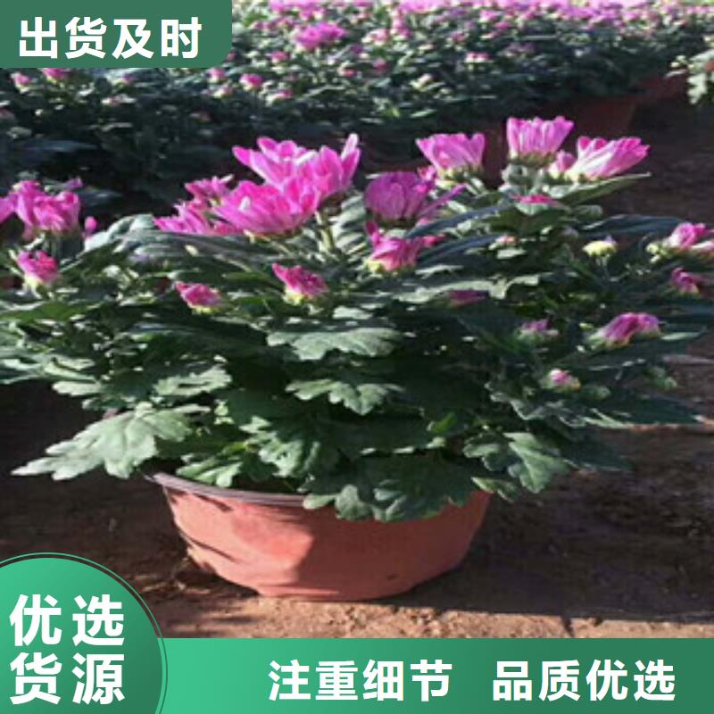 花海景觀【柳葉馬鞭草/薰衣草】大廠家實力看得見