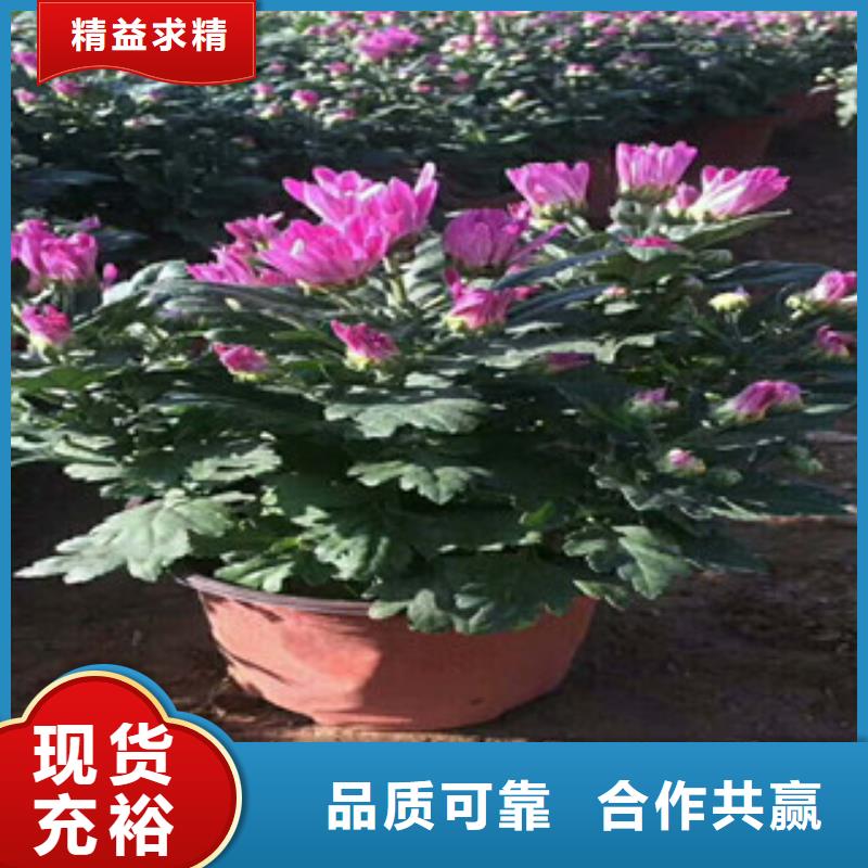 花海景观耐寒耐旱草花基地省心又省钱