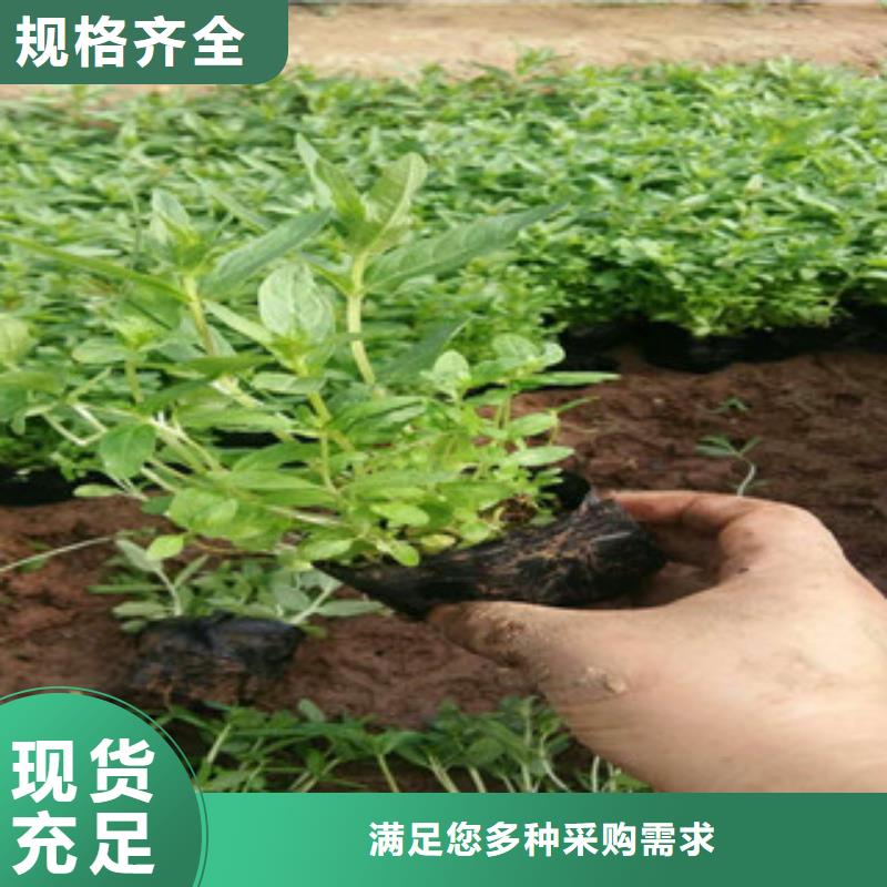 花海景觀五一國慶草花批發(fā)專業(yè)的生產(chǎn)廠家