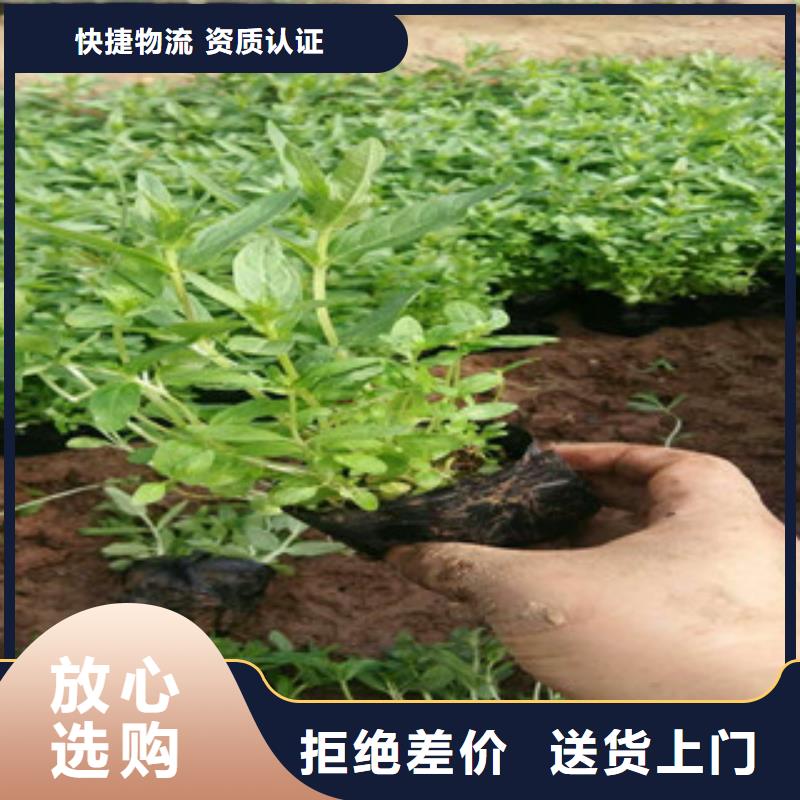 【花海景觀水生植物/荷花睡蓮品質(zhì)不將就】