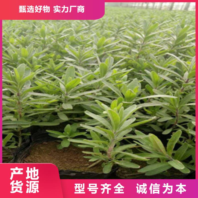 花海景觀柳葉馬鞭草/薰衣草高質(zhì)量高信譽(yù)