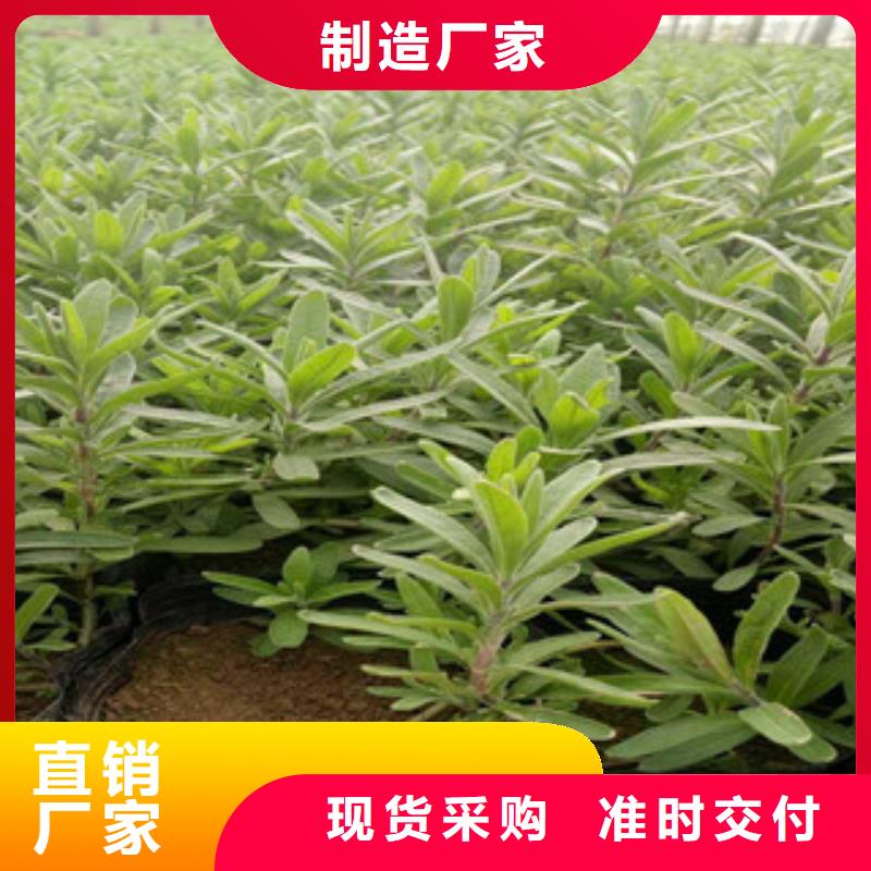 花海景觀【花海景觀工程】現(xiàn)貨滿足大量采購(gòu)