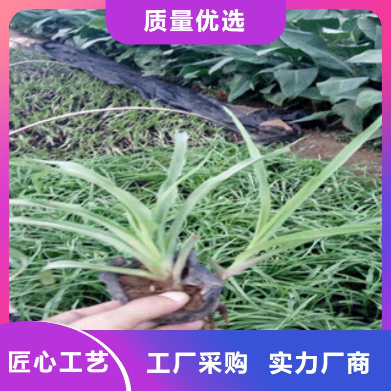 花海景觀【柳葉馬鞭草/薰衣草】大廠家實力看得見