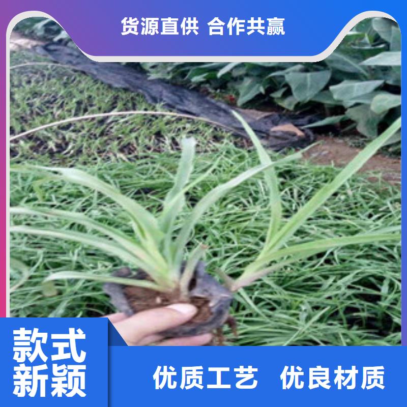 【花海景觀】耐寒耐旱草花基地高質量高信譽