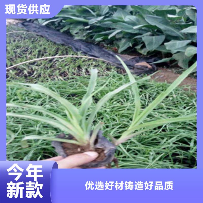 花海景观【鲁冰花/粉黛乱子草】厂家精选