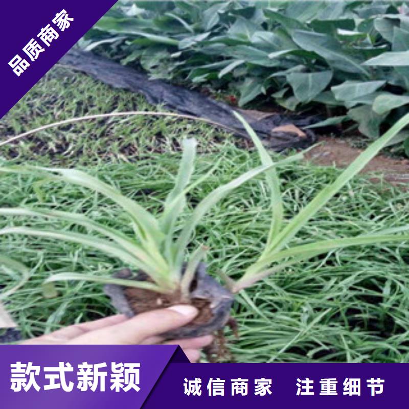 【花海景觀】魯冰花/粉黛亂子草自營(yíng)品質(zhì)有保障