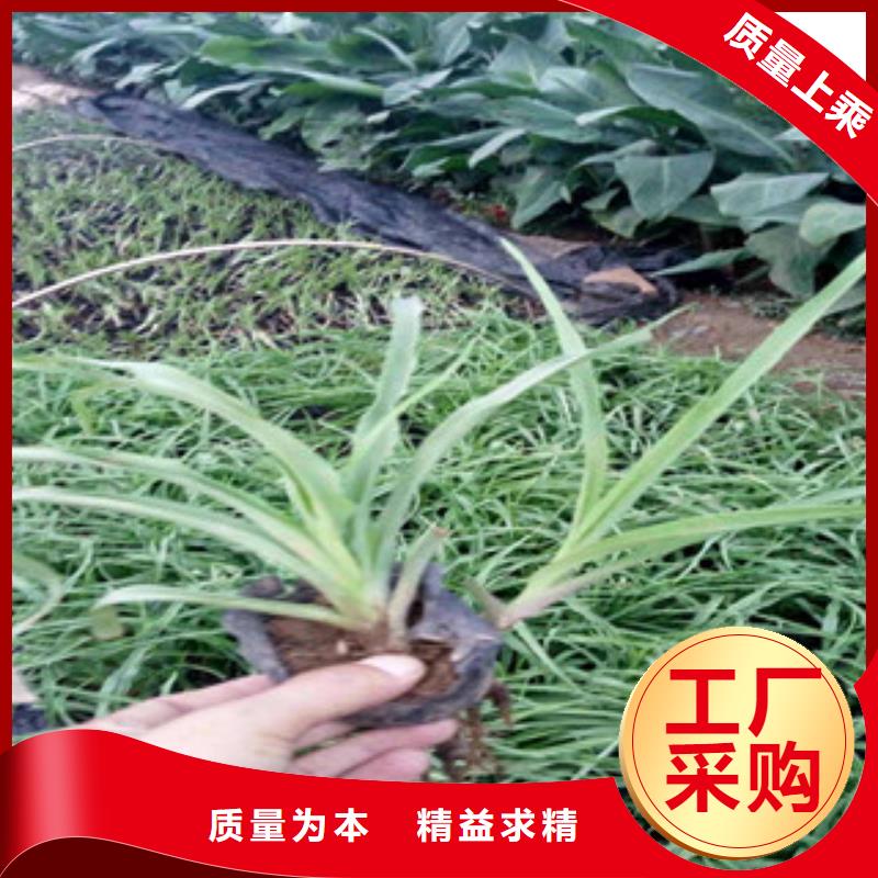 花海景觀水生植物/荷花睡蓮真材實料誠信經營