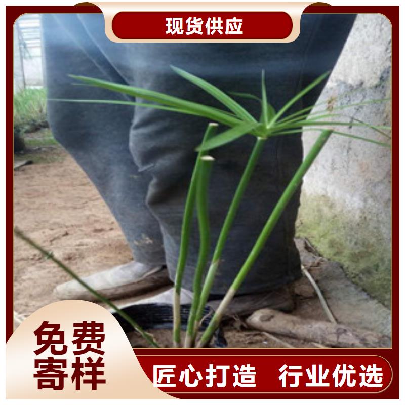 花海景观【水生植物/荷花睡莲】生产安装