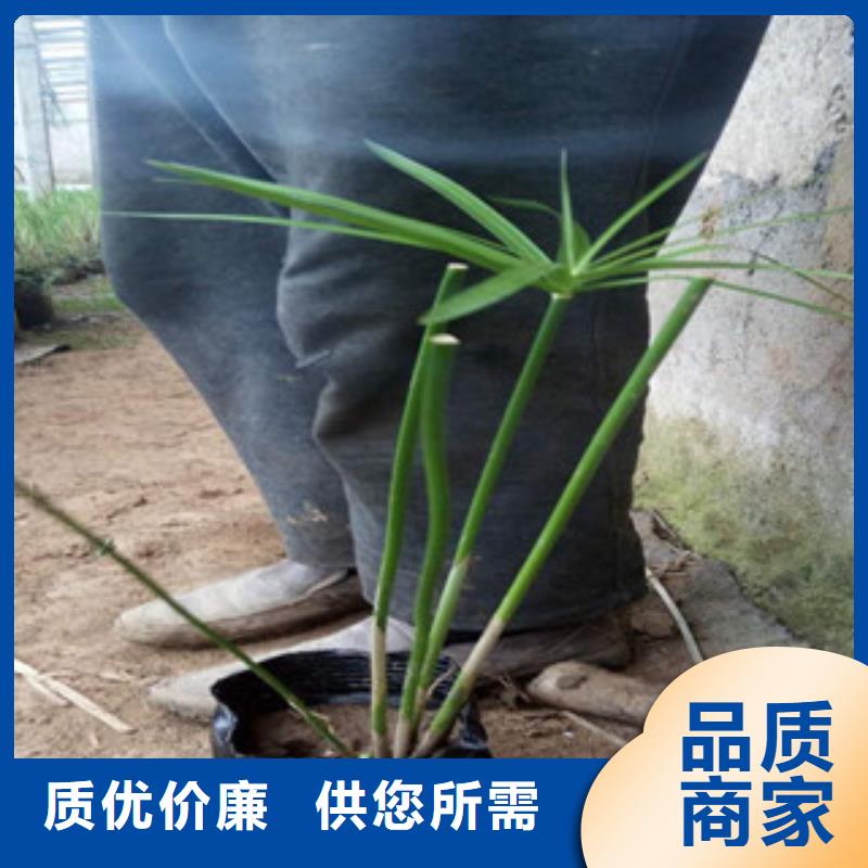 花海景观【水生植物/荷花睡莲】今日价格