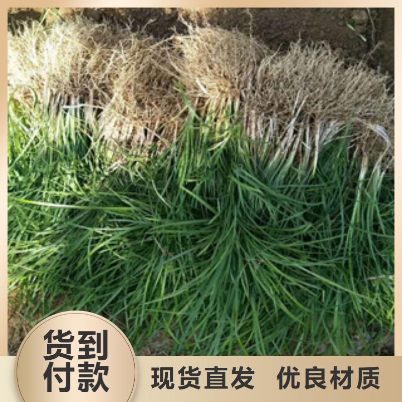 花海景观水生植物/荷花睡莲真材实料诚信经营