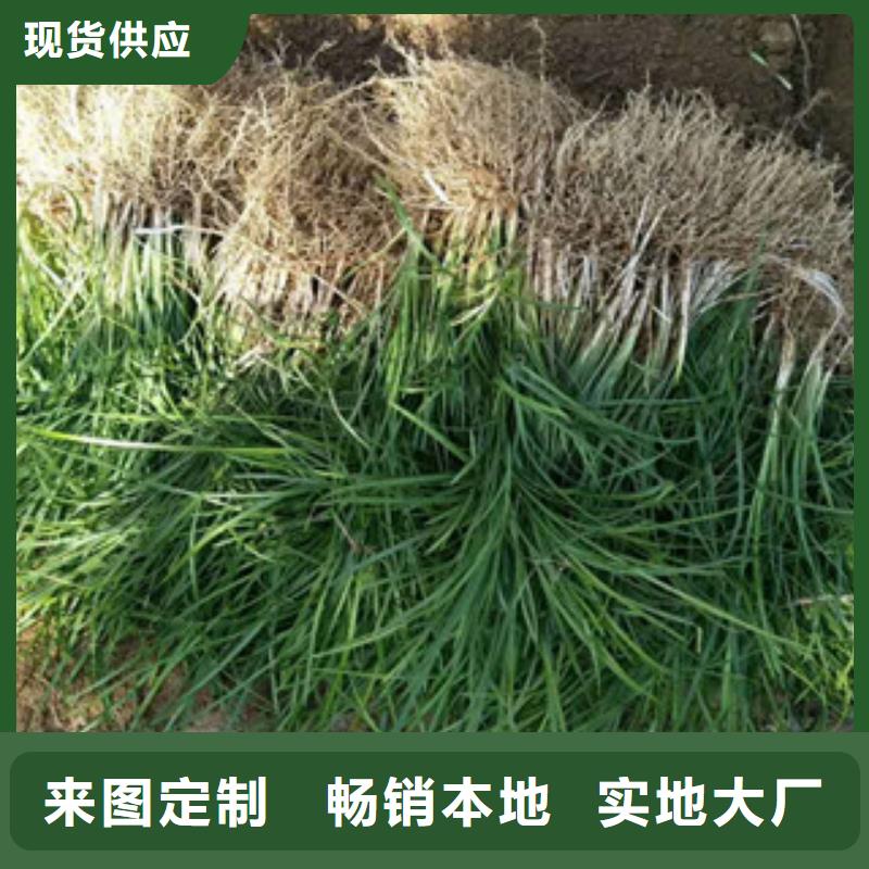 【花海景观】-五一国庆草花批发严选用料