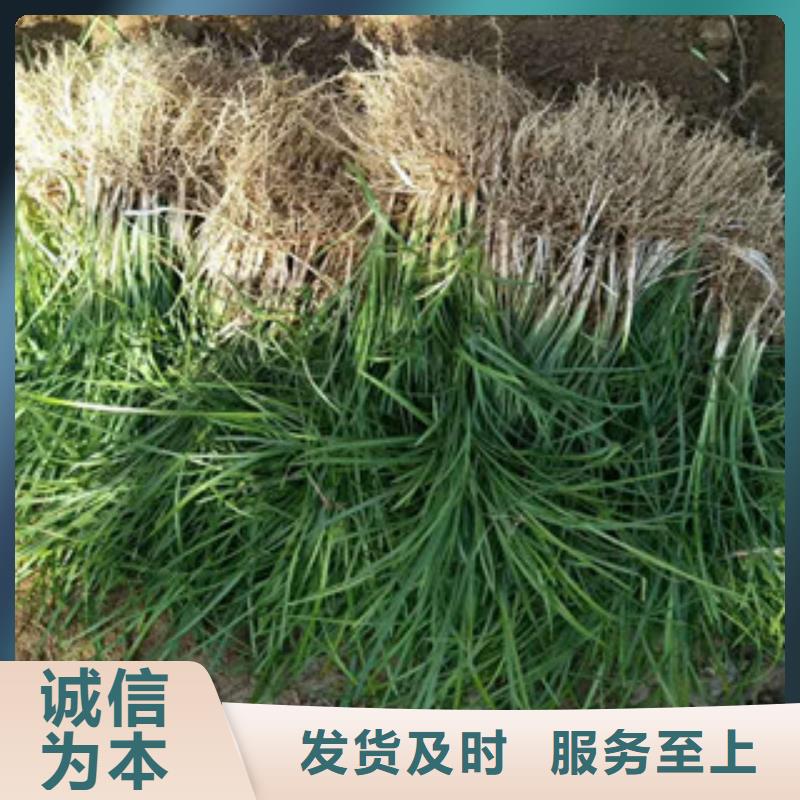 花海景觀,時令花卉/綠化草花價格多種工藝