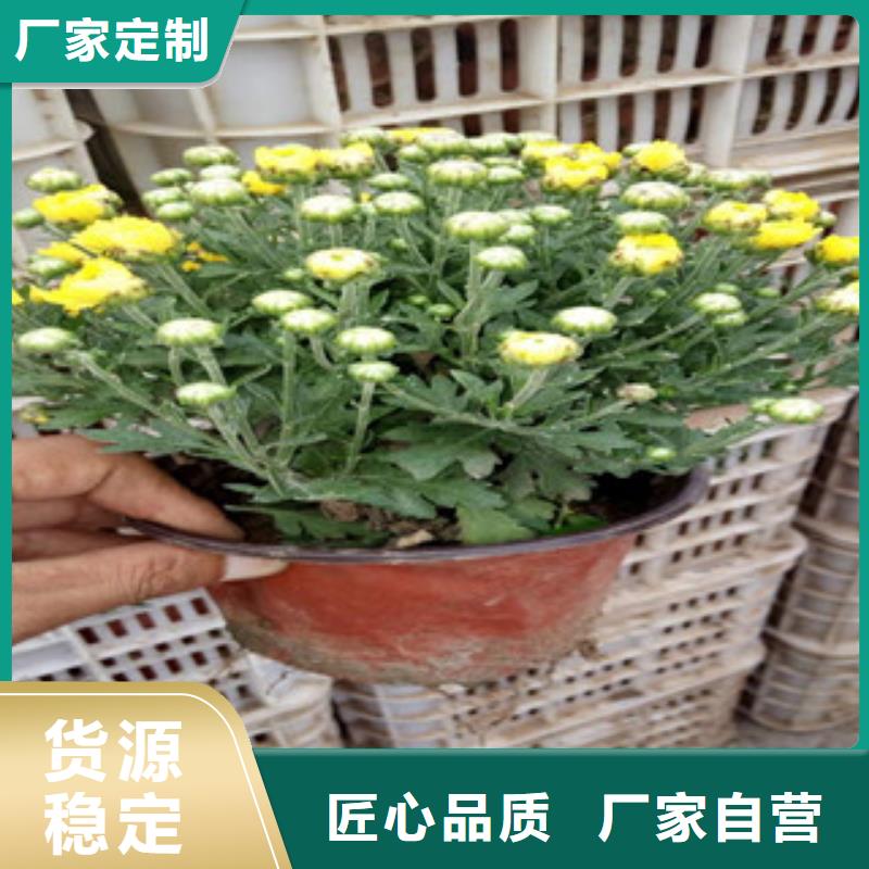 花海景觀觀賞草/蒲葦狼尾草重信譽(yù)廠家