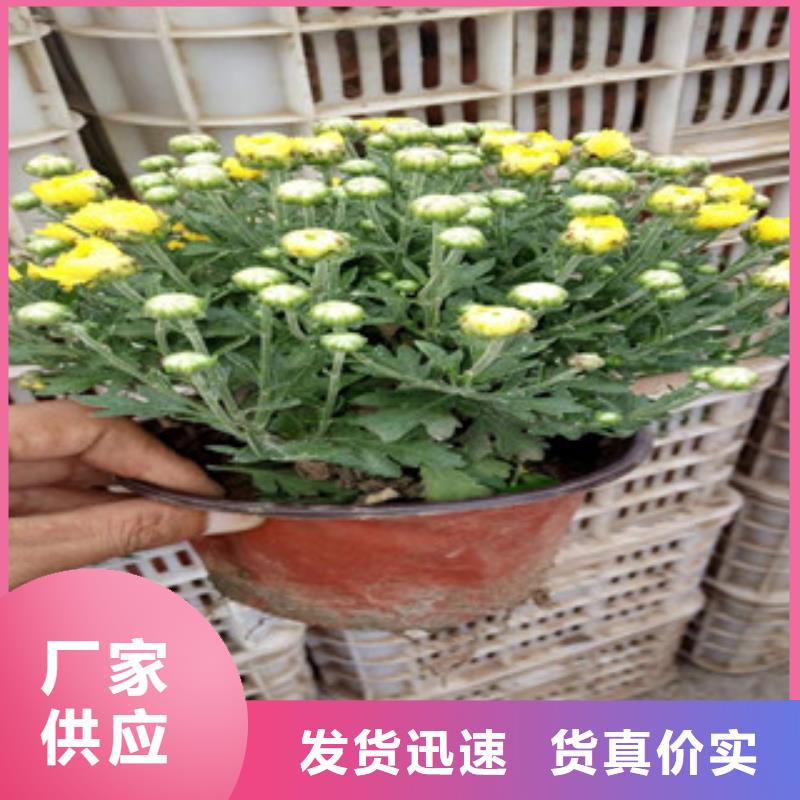 【花海景觀】魯冰花/粉黛亂子草自營品質(zhì)有保障