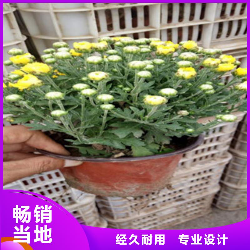 花海景觀柳葉馬鞭草/薰衣草高質(zhì)量高信譽(yù)