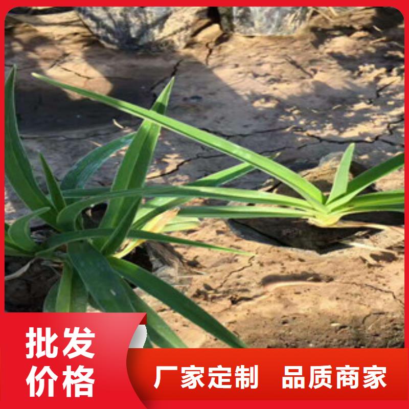 花海景觀,時令花卉/綠化草花價格多種工藝