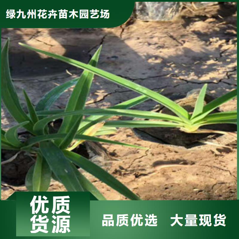 【花海景觀水生植物/荷花睡蓮敢與同行比質量】