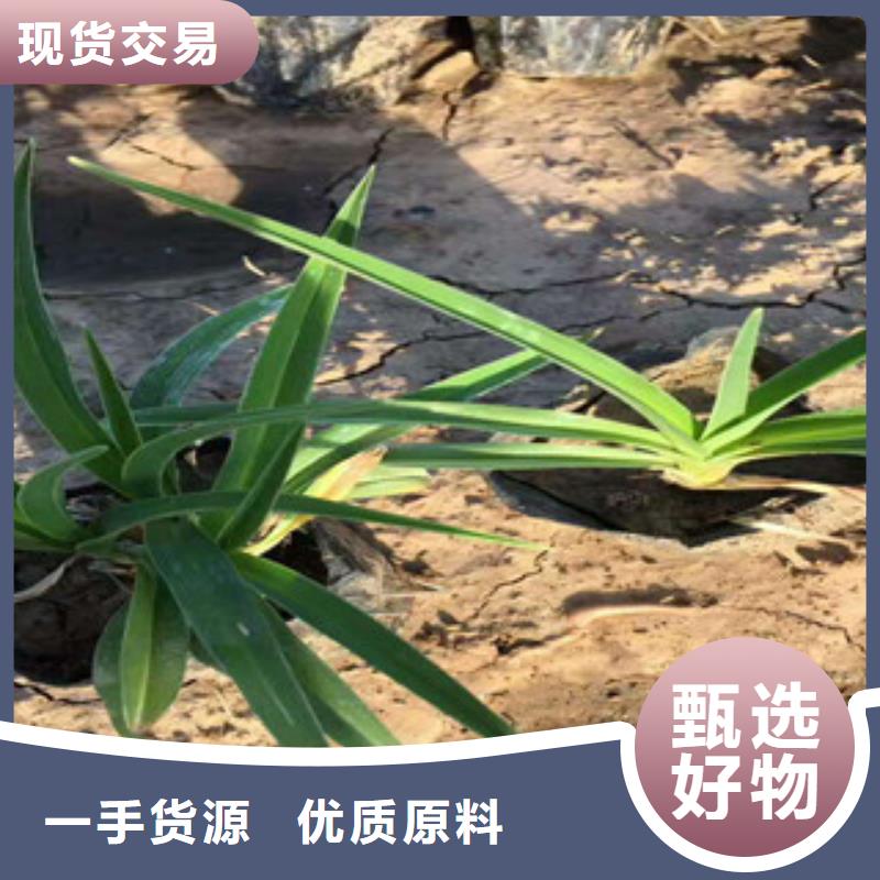 花海景觀花海景觀工程產品優良