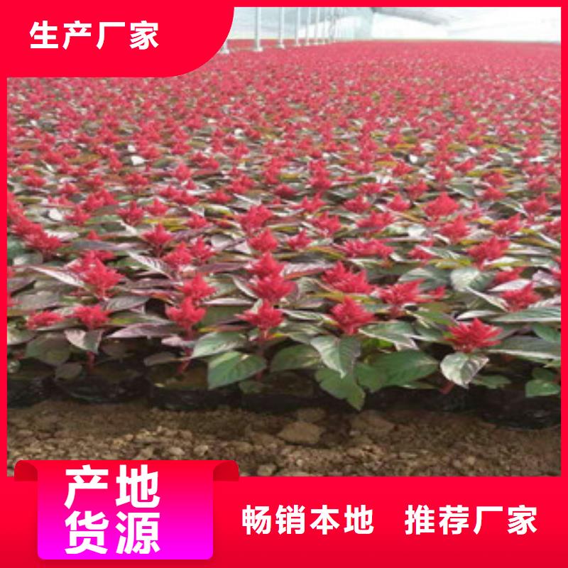 花海景观_耐寒耐旱草花基地实力公司