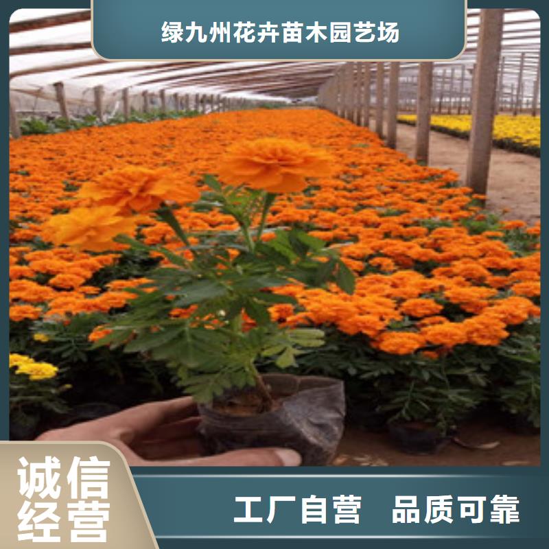 花海景觀時令花卉/綠化草花價格今年新款