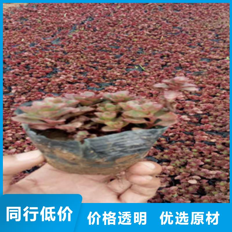 花海景觀【柳葉馬鞭草/薰衣草】品質之選