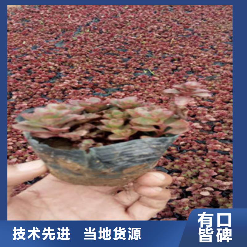 花海景觀【水生植物/荷花睡蓮】好品質選我們