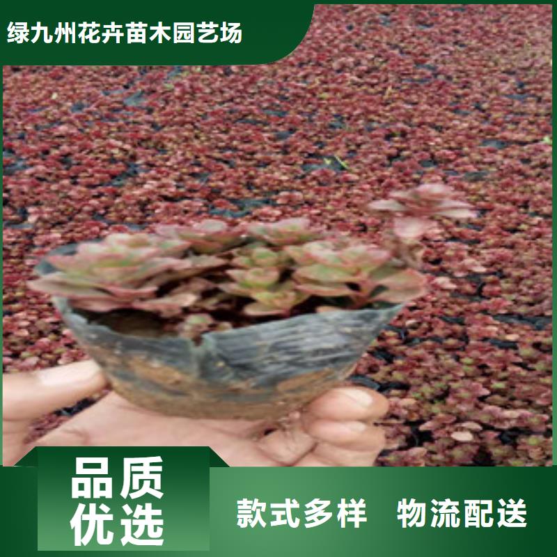 花海景观观赏草/蒲苇狼尾草国标检测放心购买