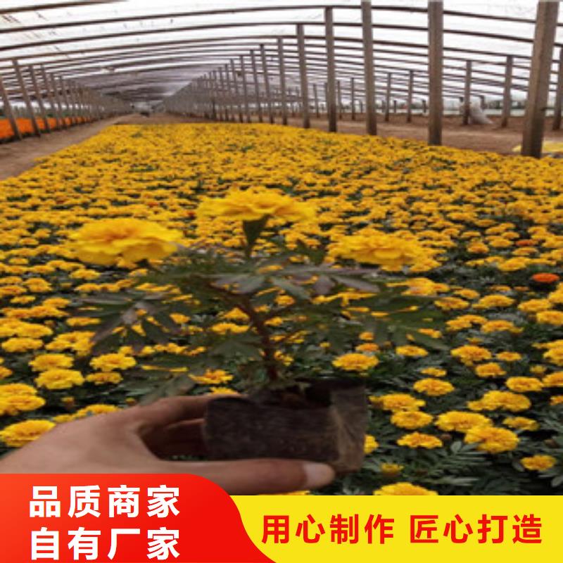 花海景觀【柳葉馬鞭草/薰衣草】品質之選