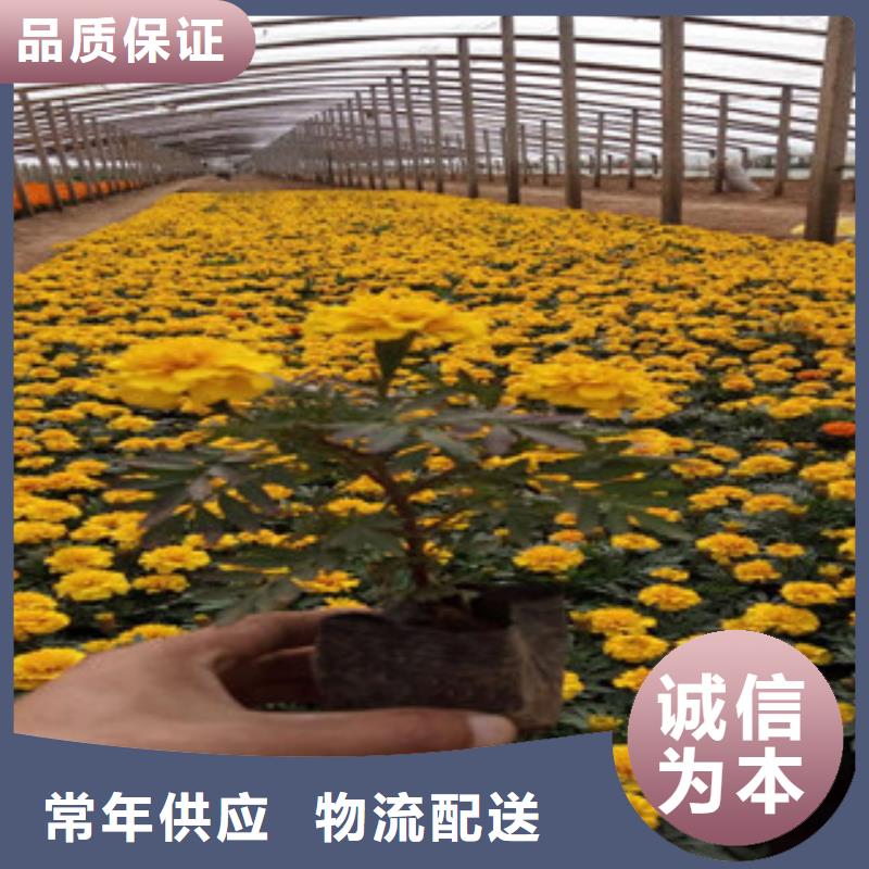 【花海景觀,耐寒耐旱草花基地今年新款】