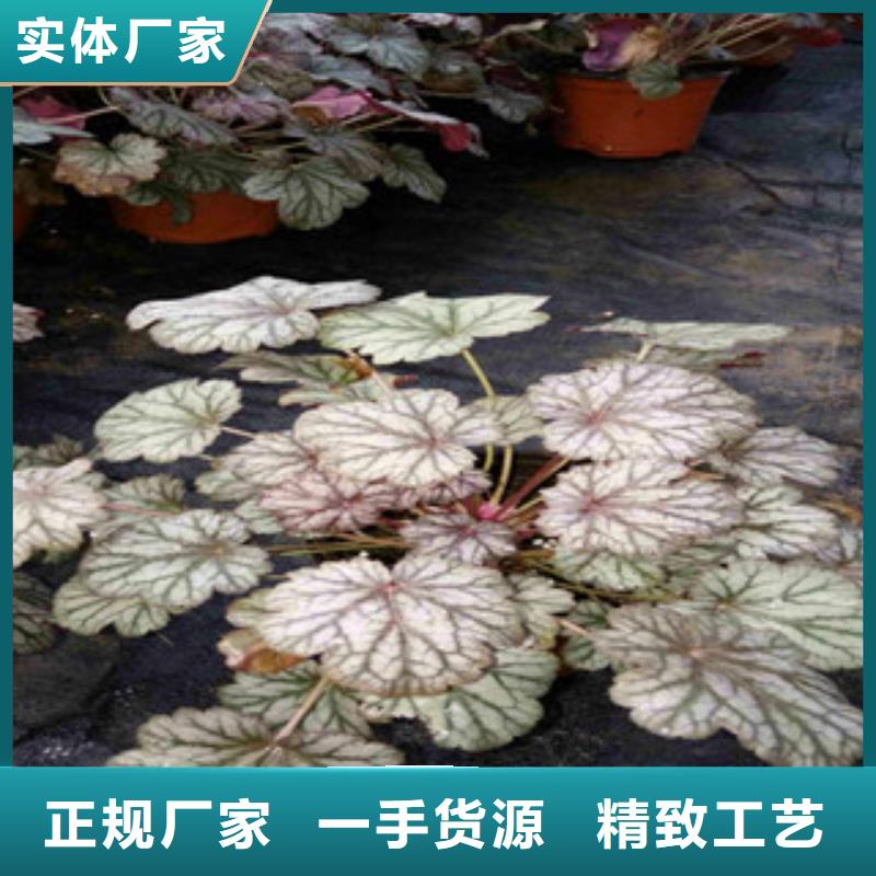 花海景觀柳葉馬鞭草/薰衣草高質(zhì)量高信譽(yù)