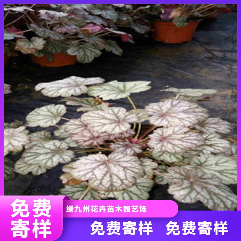 花海景觀_花海景觀工程有實(shí)力有經(jīng)驗(yàn)