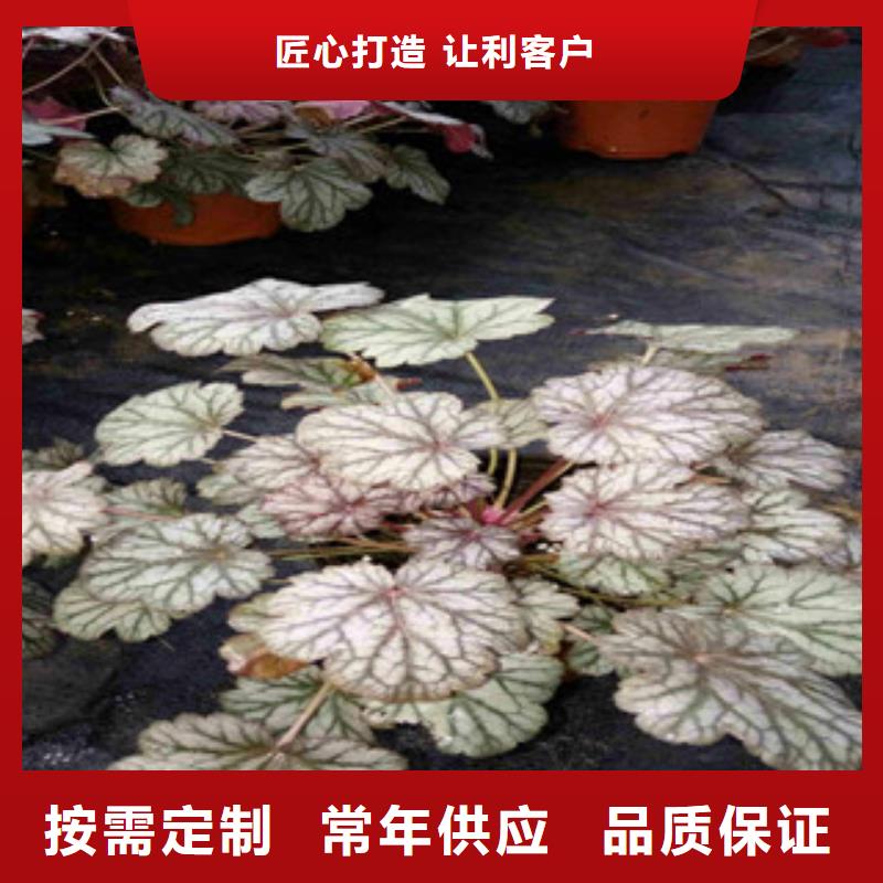 【花海景觀水生植物/荷花睡蓮品質(zhì)不將就】