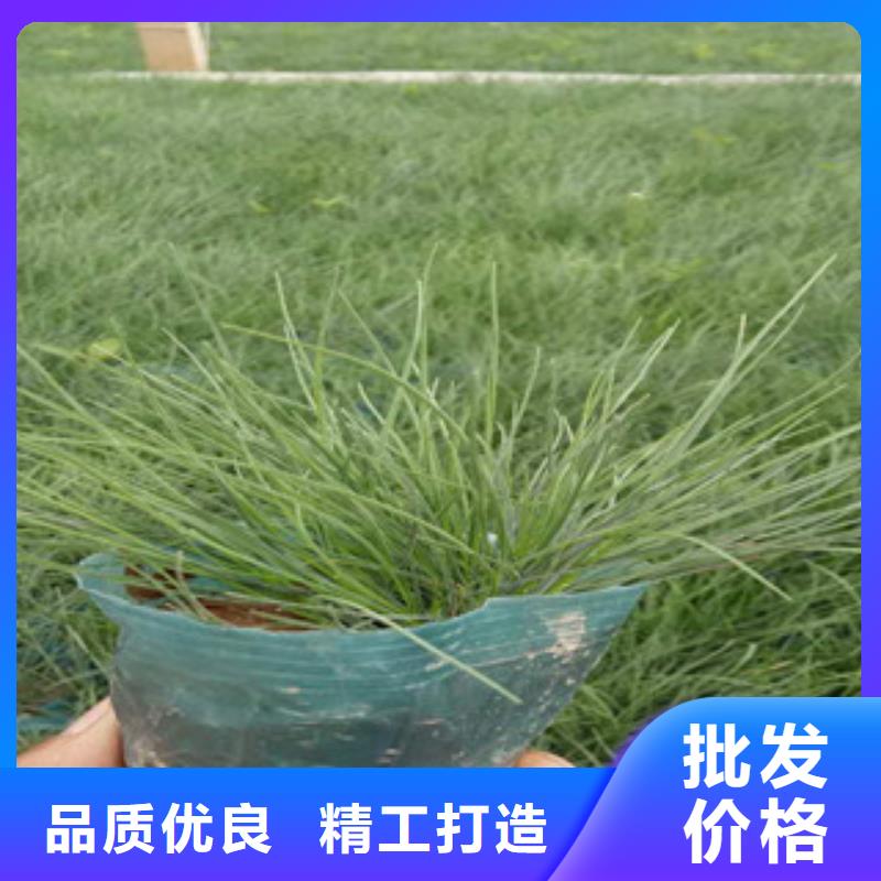 【花海景觀】魯冰花/粉黛亂子草自營品質(zhì)有保障