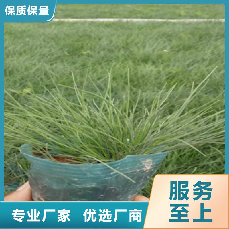 花海景观水生植物/荷花睡莲真材实料诚信经营