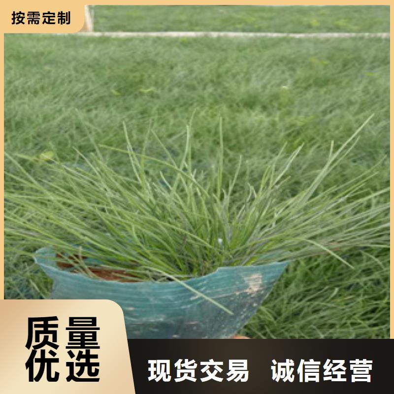 花海景观【水生植物/荷花睡莲】今日价格