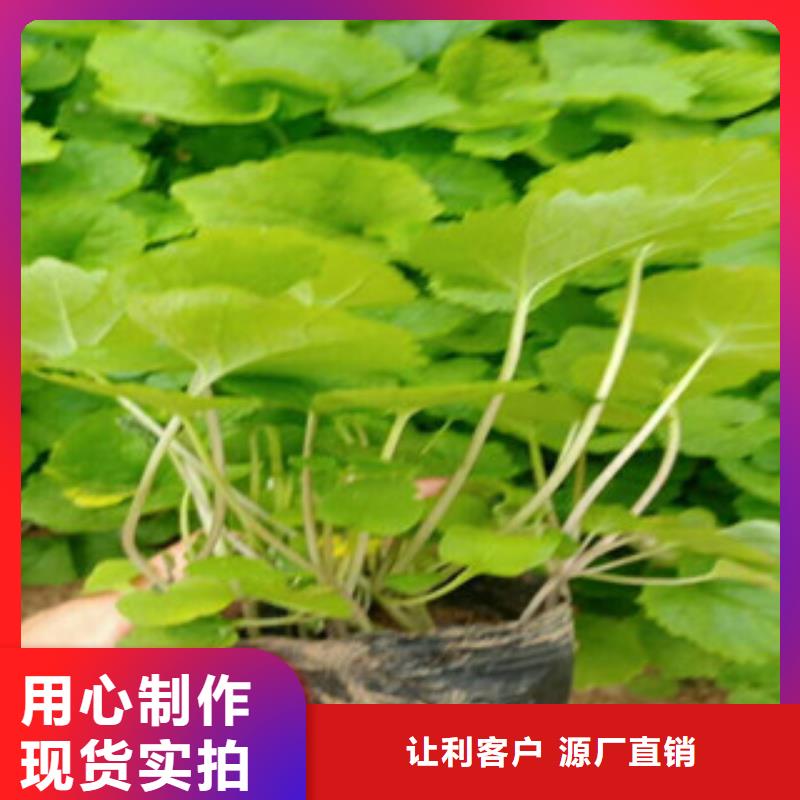 花海景觀耐寒耐旱草花基地貨品齊全