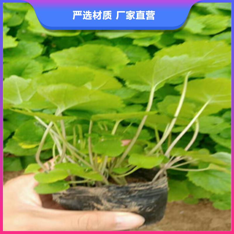 花海景觀柳葉馬鞭草/薰衣草準時交付